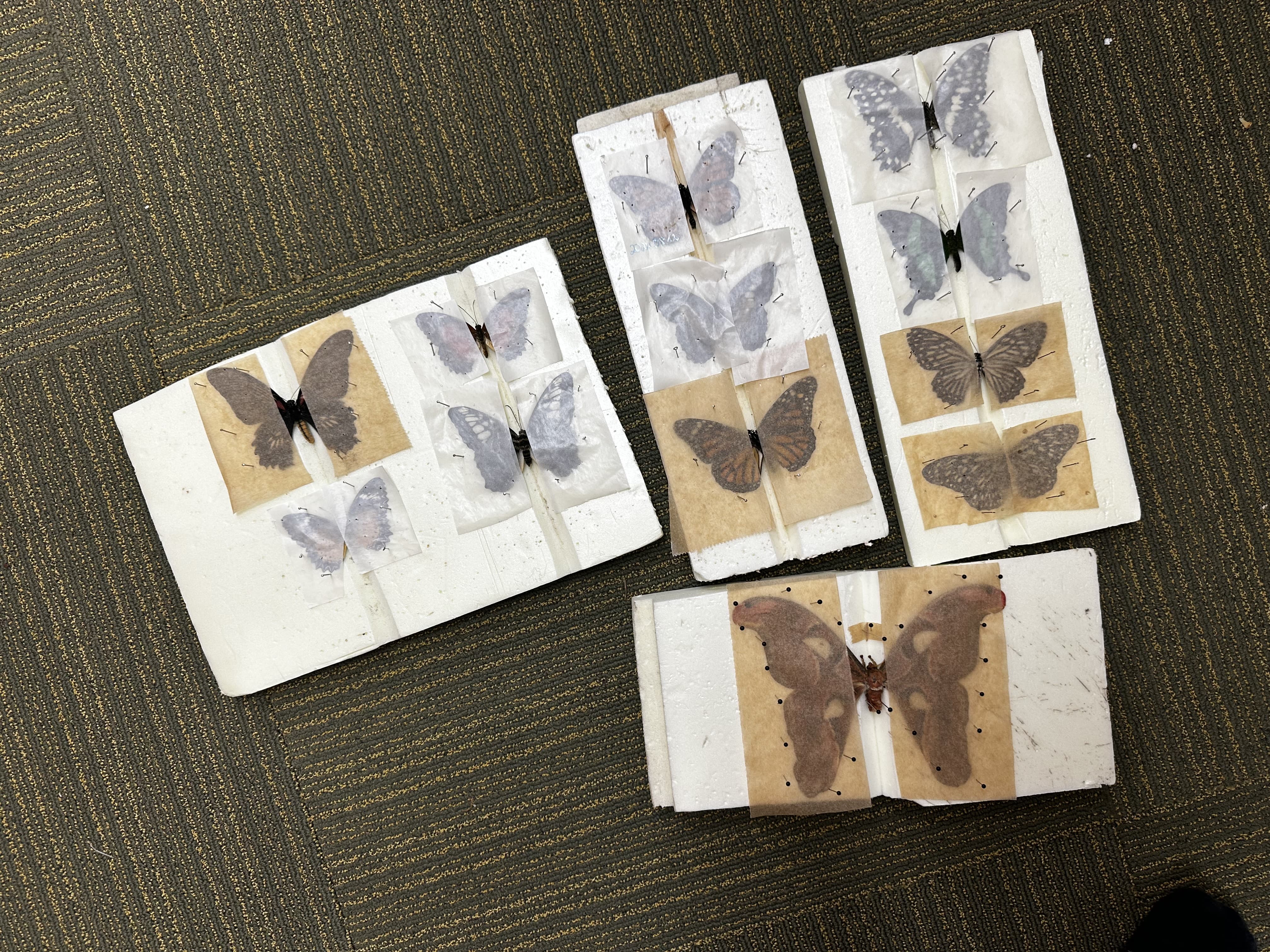 tempimagelemplf.jpeg?a04b7a1f1bca3e3c3a2ef990f2e9d09e