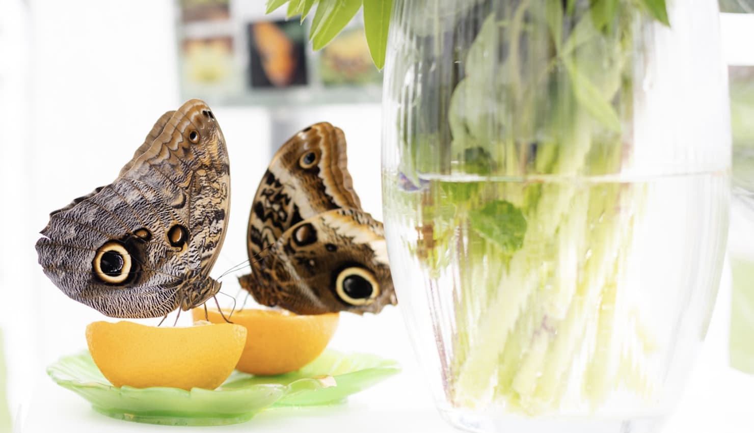 screenshot-2026-01-28-at-18-19-07.jpeg?687344bc59ab7dccbf7058c7c446cd3e