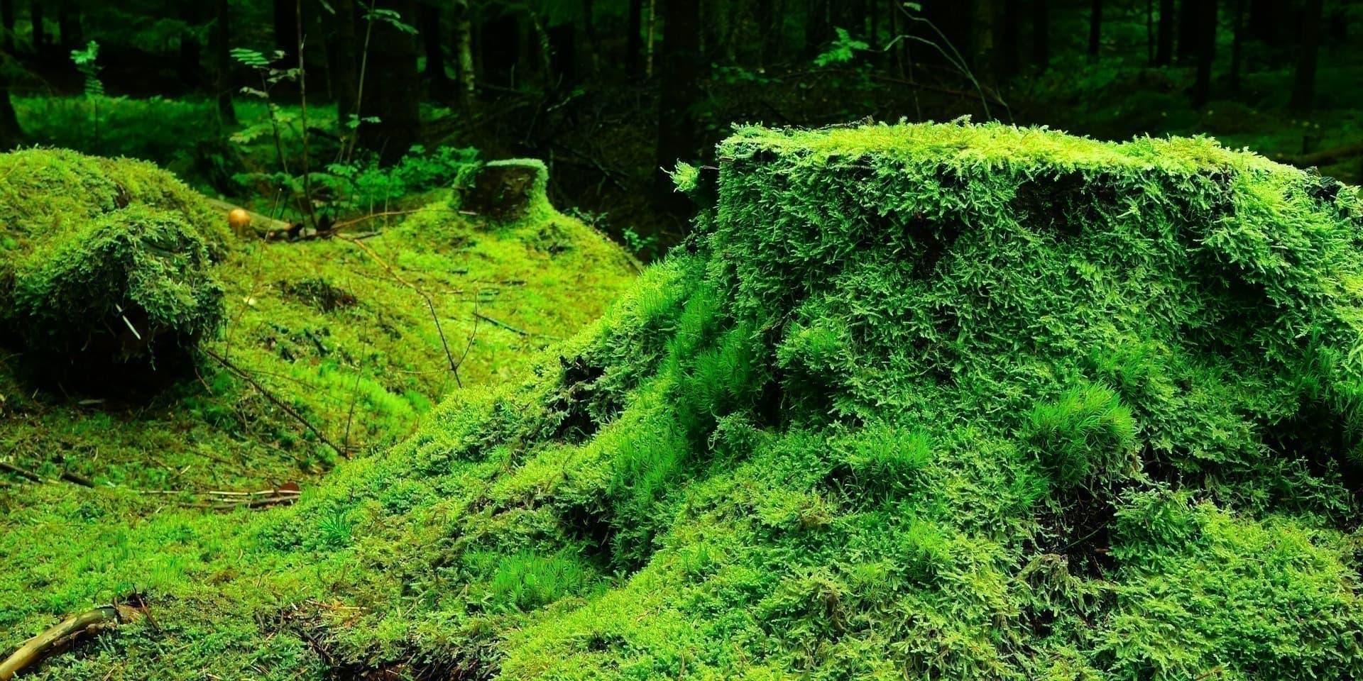 Vasaros poilsio erdvė vaikams "Žaliojoje Girioje" 2027