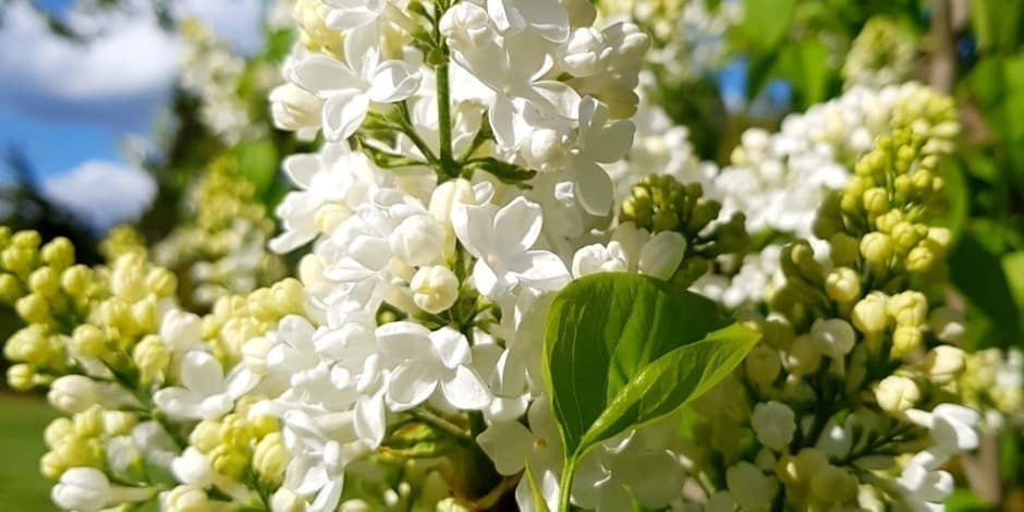 Dobele un Nākotne