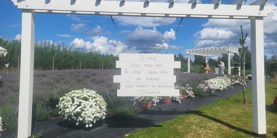 Кино и лаванда