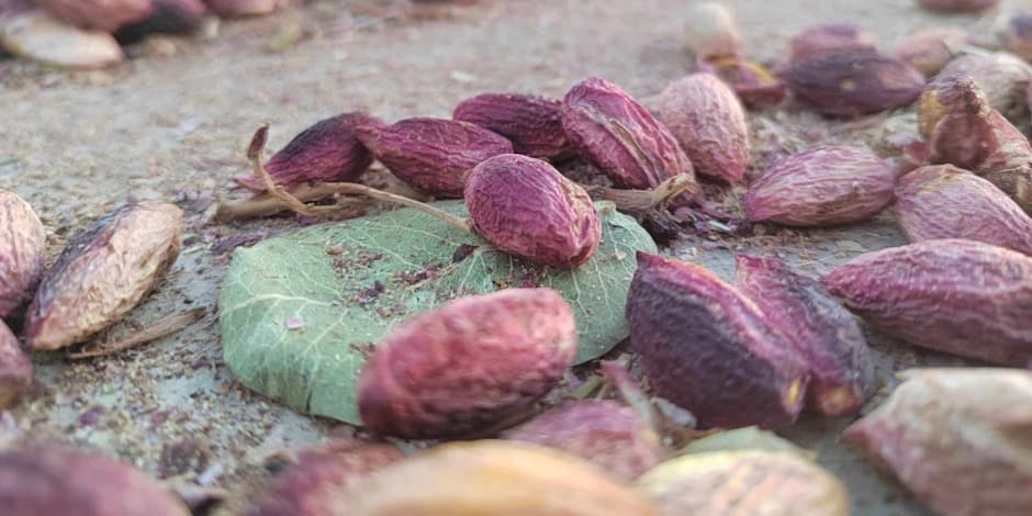 Šeši skoniai! (Virgilijus Skirkevičius, Kaunas)