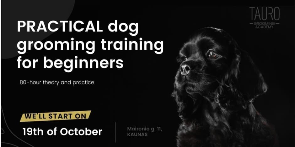 PRACTICAL dog grooming training for beginners
