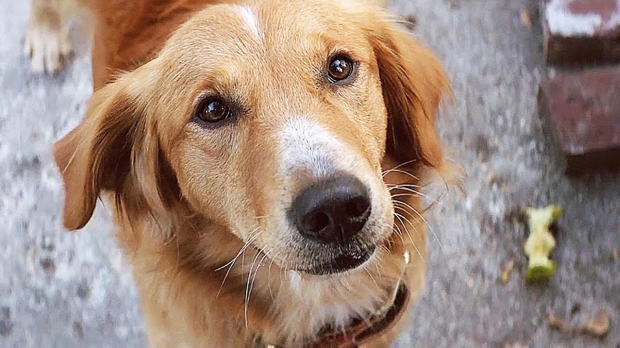 Image: https://tickets.paysera.com/public/images/85AA681D-F9BF-11E6-BF94-CCAE060F3D05/STreg1.jpg