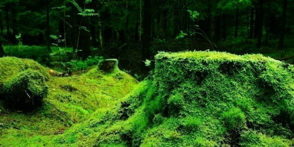 Vasaros stovykla "Žaliojoje Girioje" 2026