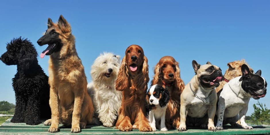 Interesting Characteristics of an ESA Dog