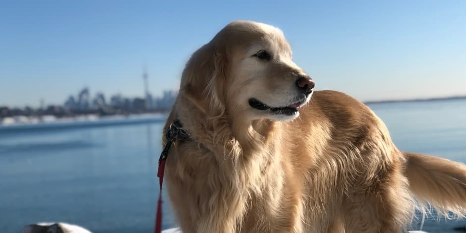 4 different ways an ESA can work on your health