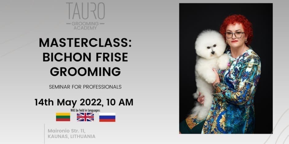 SHOWCUT OF BICHON FRISE