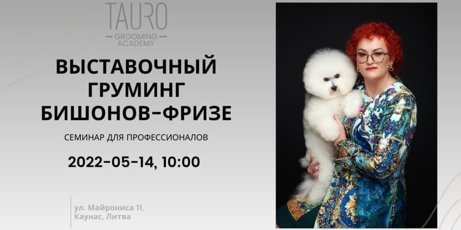 ВЫСТАВОЧНЫЙ ГРУМИНГ БИШОНОВ-ФРИЗЕ