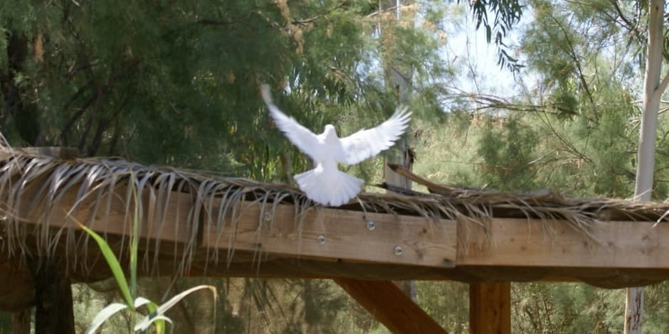 ATEIK DVASIA ŠVENTOJI, GUODĖJA MŪSŲ ŠIRDŽIŲ