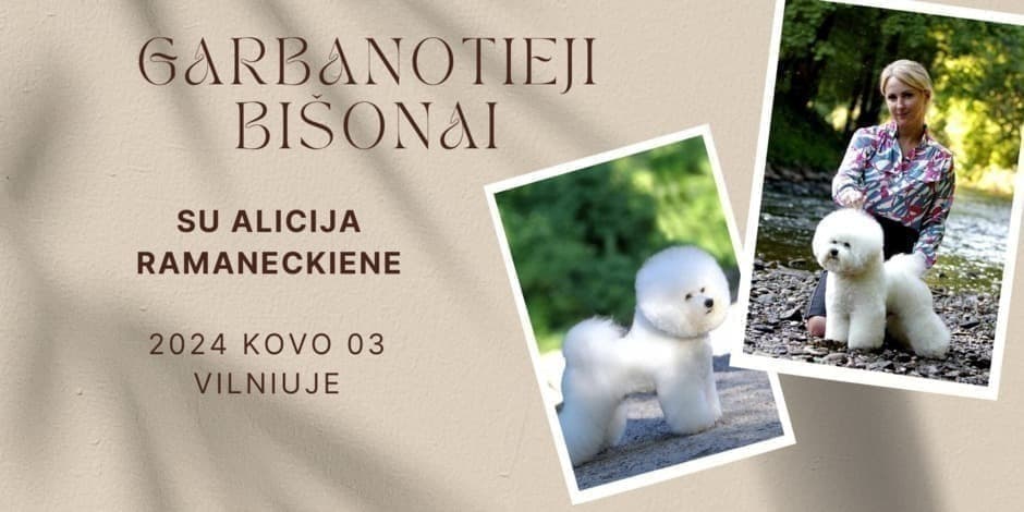 Parodinis garbanotųjų bišonų kirpimas