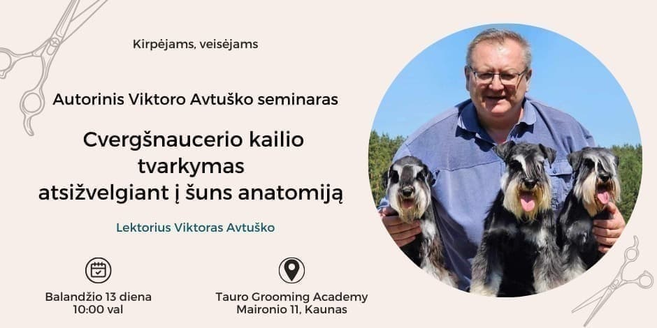 Autorinis Viktoro Avtuško seminaras Cvergšnaucerio kailio tvarkymas atsižvelgiant į šuns anatomija