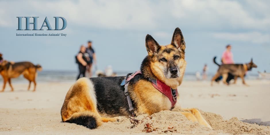 Linksmųjų pėdučių žygis už augintinius IHAD