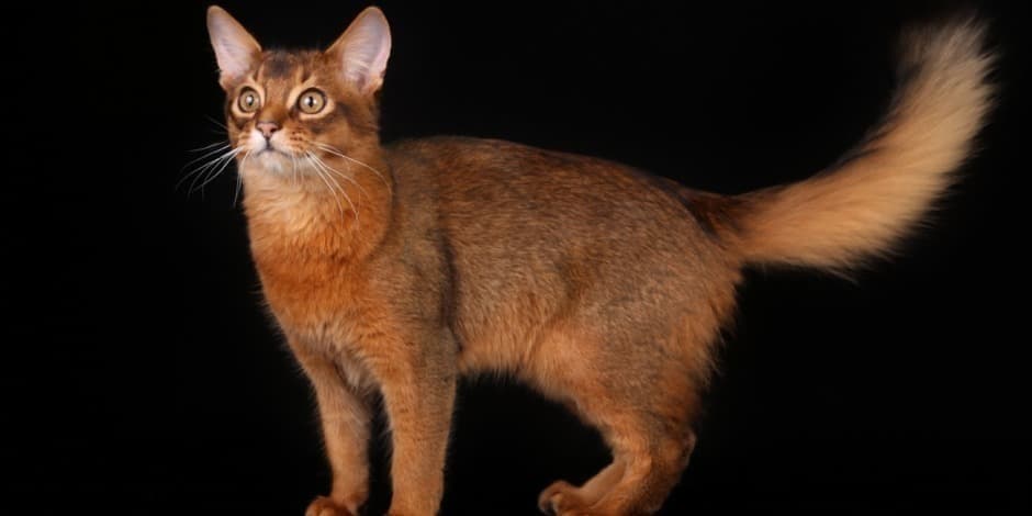 Tarptautinės kačių paroda Kaune "Red castle cat show“