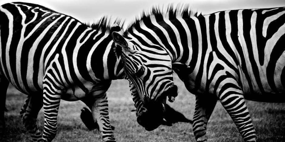 Kaip nebesibarti su vaikais: Win-Win konfliktų sprendimo metodas tėvams