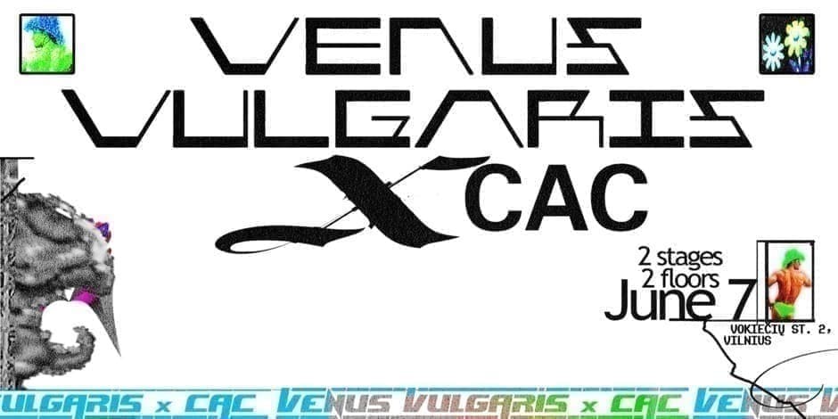VENUS VULGARIS x CAC