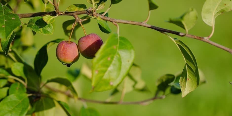 Sidro festivalis - Diena sidro istorijoms