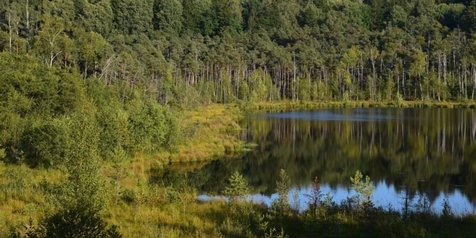 Pėsčiųjų pažintinis žygis „Kalniškės miškas“ Metelių RP