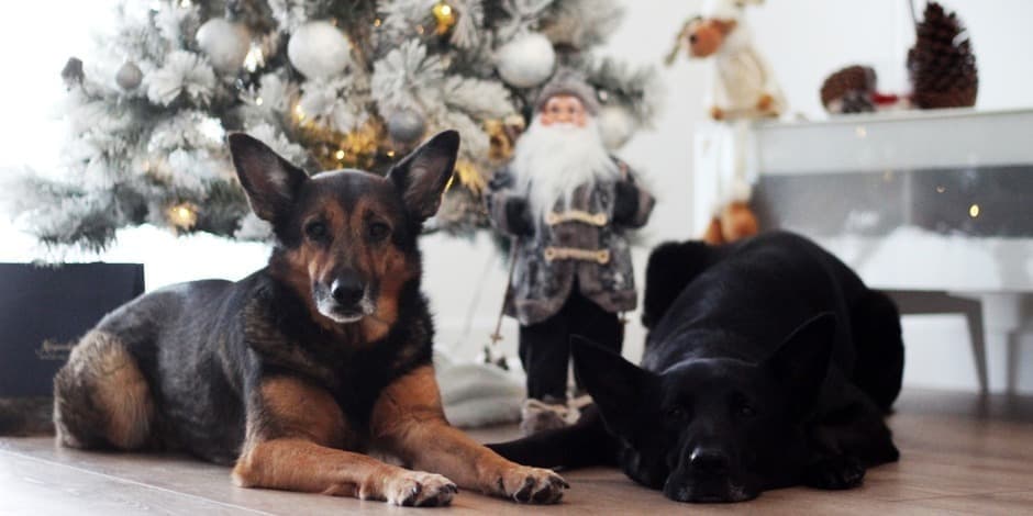 Kalėdinis Linksmųjų pėdučių žygis