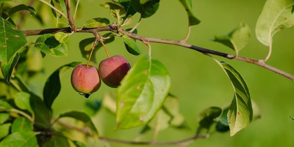 Baltijos Sidro Festivalis / Baltic Cider Festival