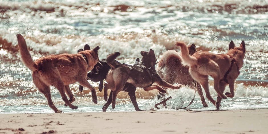 Linksmųjų pėdučių gimtadienio žygis