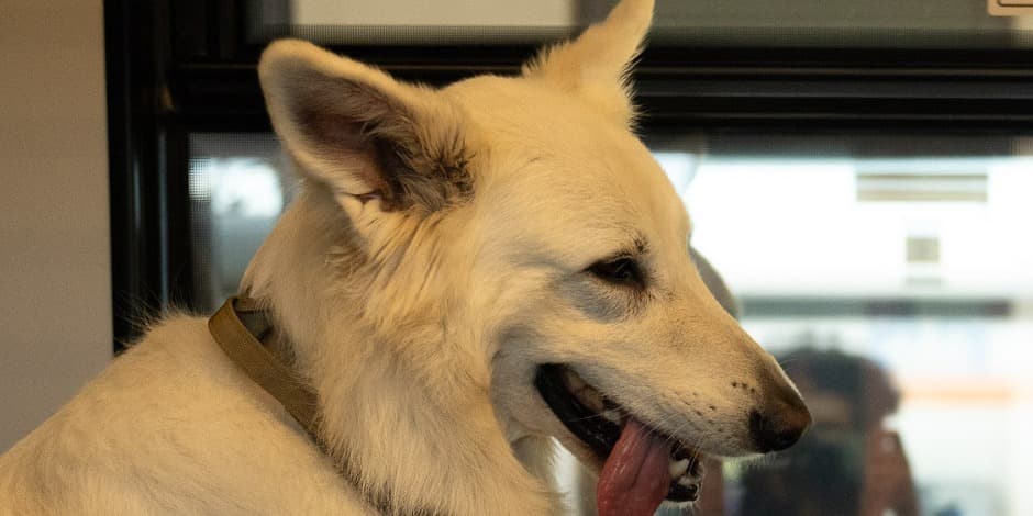 Šuo, kuris keliavo traukiniu 2 (Lampo The travelling Dog 2) (2025)