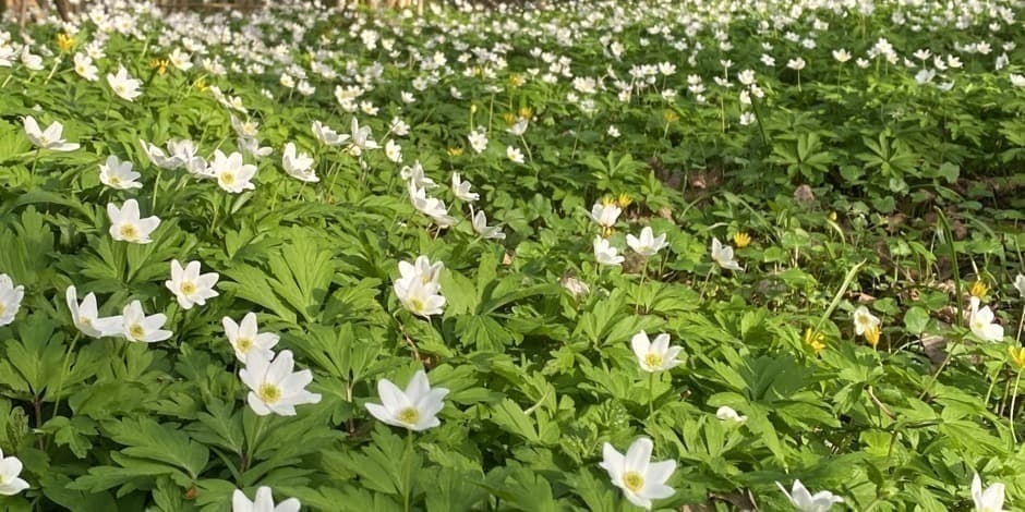 ŽYGIS žiedų takais