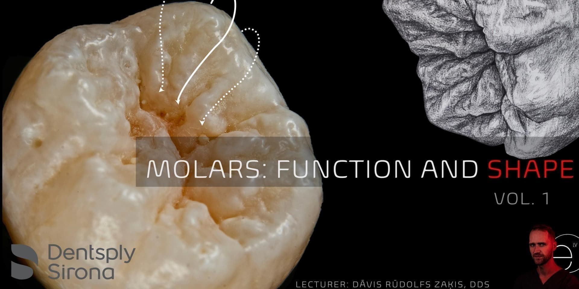 MOLARS: PART I - FUNCTION