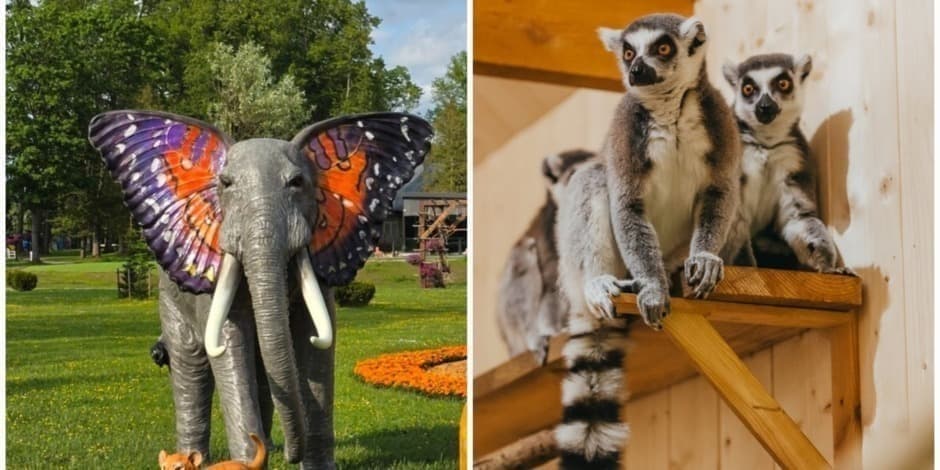 Алиса в Зазеркалье и лемуры